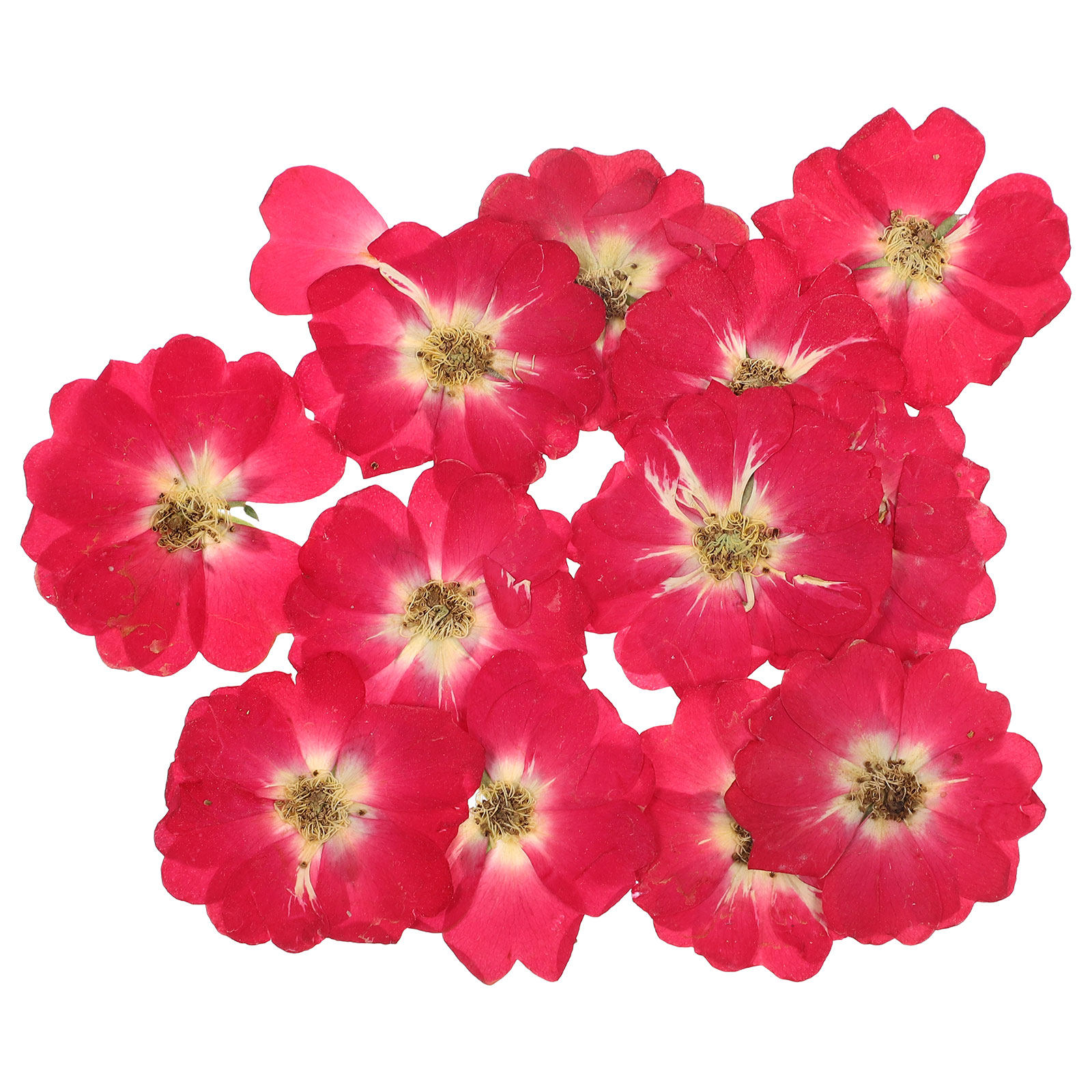 12Pcs Natural Dried Rose Press - Resin Art And Craft ulasan dan harga