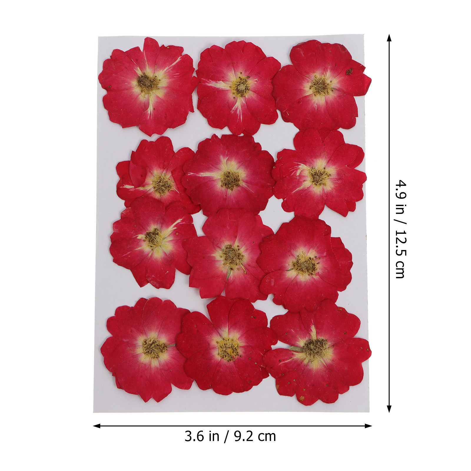 12Pcs Natural Dried Rose Press - Resin Art And Craft ulasan dan harga