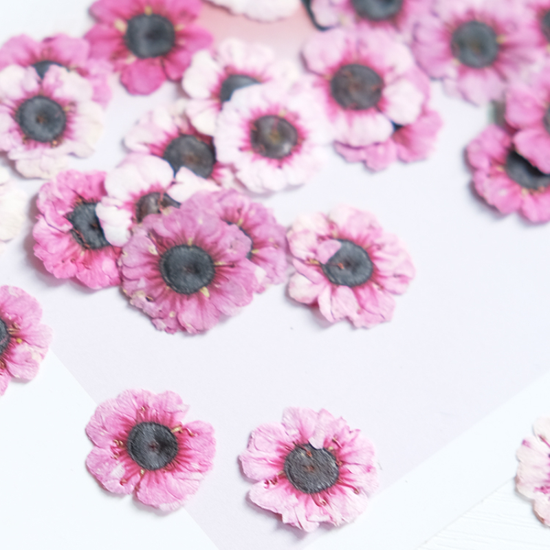 1-2cm/12pcs,Pressed Manuka red - Resin Art Bookmark ulasan dan harga