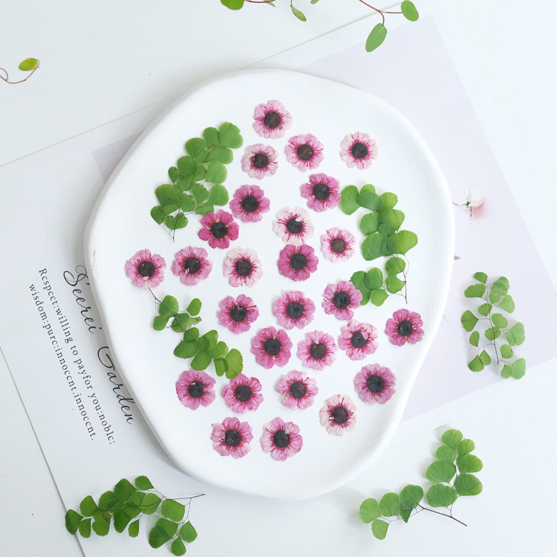 1-2cm/12pcs,Pressed Manuka red - Resin Art Bookmark ulasan dan harga