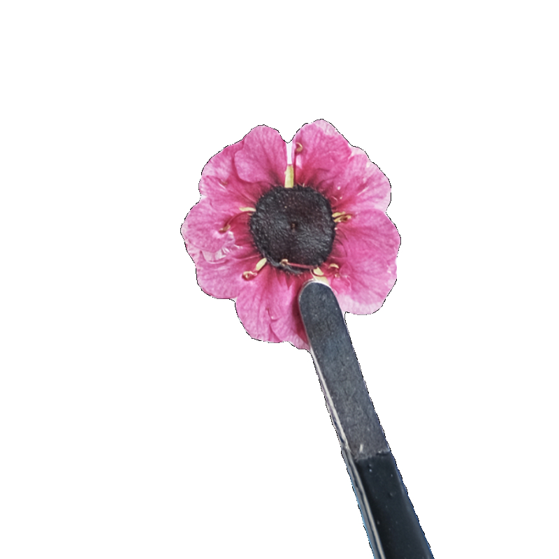 1-2cm/12pcs,Pressed Manuka red - Resin Art Bookmark ulasan dan harga