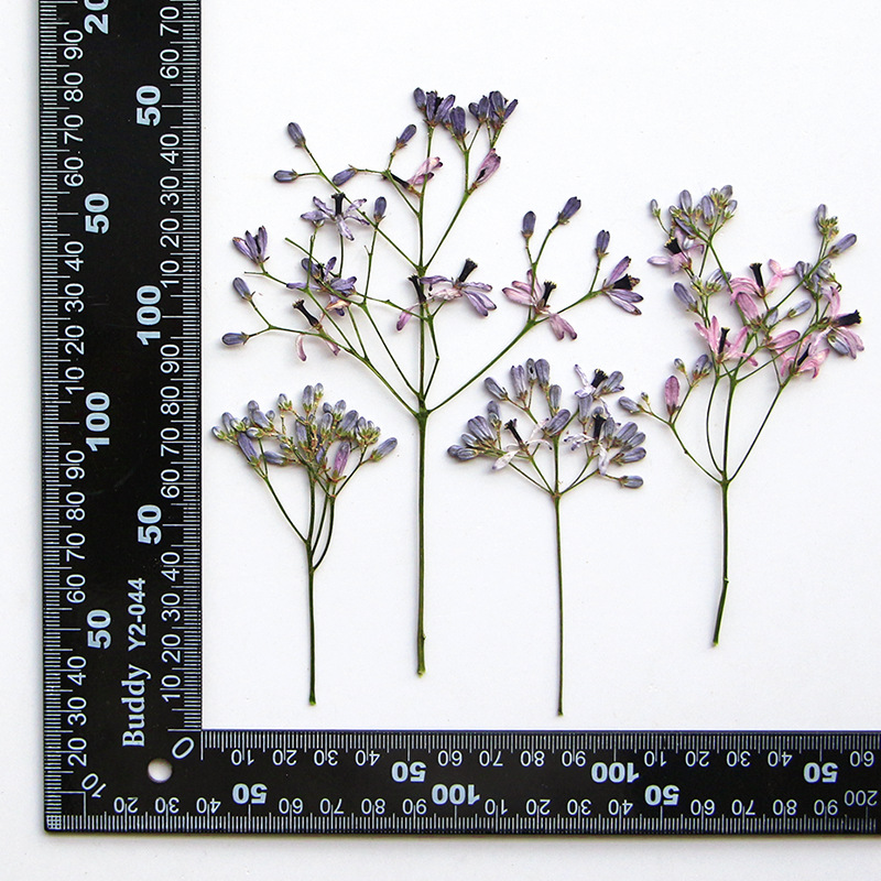 60Pcs Neem Tree Flower Branche - Resin Art Bookmark ulasan dan harga